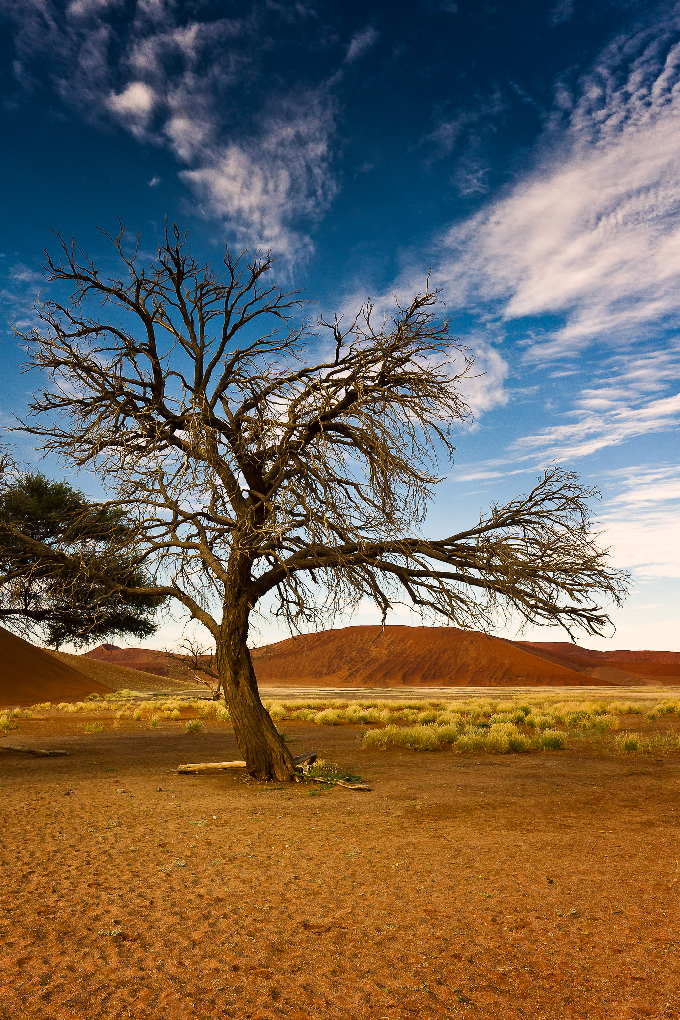 Dried Out Tree @ Sossusvlei, Namibia